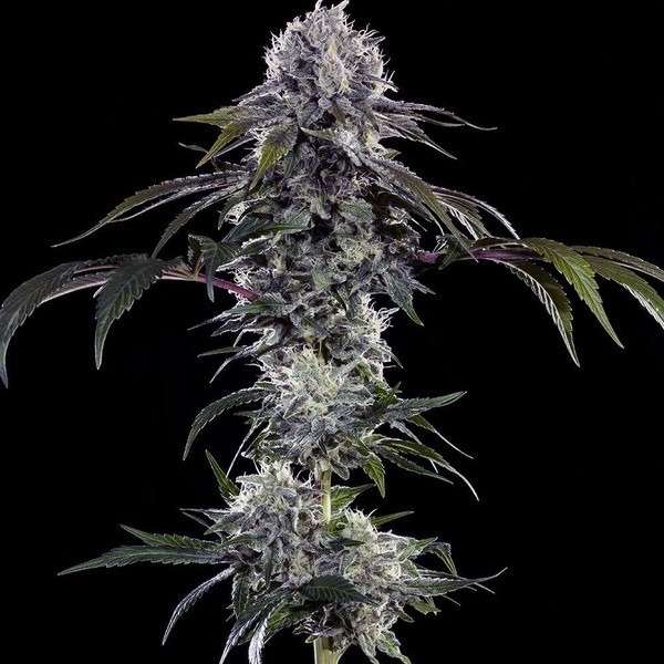 Durban Z F1 (Barney's Farm) feminizowane