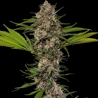 MAC 1 F1 (Barney's Farm) feminizowane