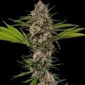 MAC 1 F1 (Barney's Farm) feminized