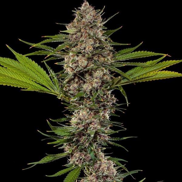 MAC 1 F1 (Barney's Farm) feminized