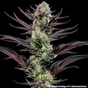 Thin Mint Frosting F1 (Barney's Farm) feminizowane