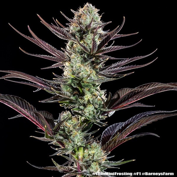 Thin Mint Frosting F1 (Barney's Farm) feminizowane