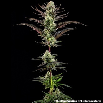 Thin Mint Frosting F1 (Barney's Farm) feminizowane