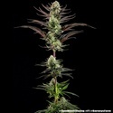 Thin Mint Frosting F1 (Barney's Farm) feminizowane