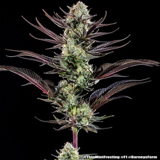 Thin Mint Frosting F1 (Barney's Farm) feminizowane