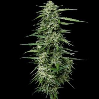 Blueberry Honey (Humboldt Seed Company) feminizowane