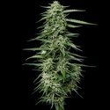Blueberry Honey (Humboldt Seed Company) feminizowane