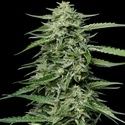 Blueberry Honey (Humboldt Seed Company) feminizowane
