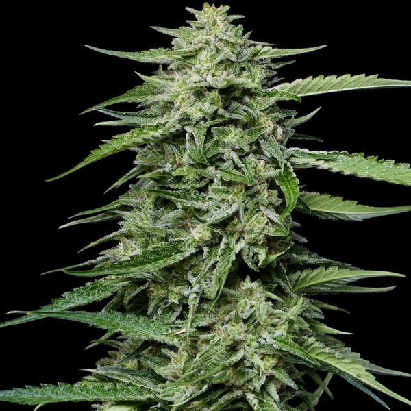 Blueberry Honey (Humboldt Seed Company) feminizowane