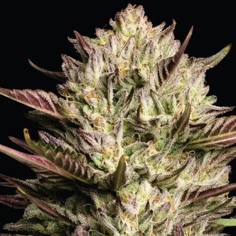 California Octane Triploid (Humboldt Seed Company) feminized