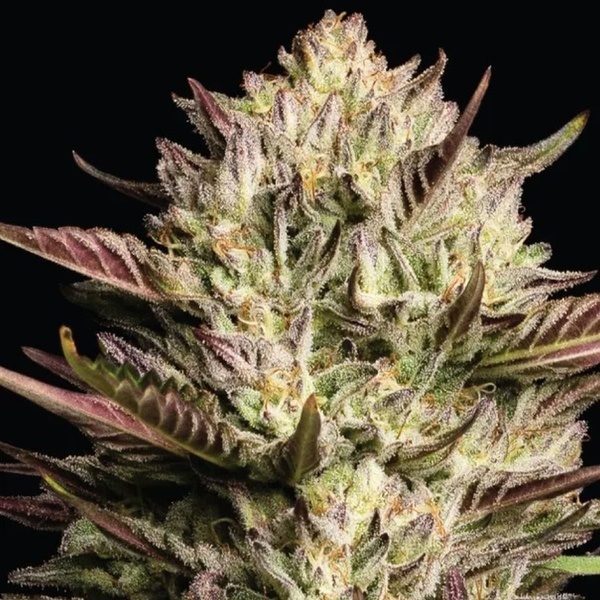 California Octane Triploid (Humboldt Seed Company) feminizowane