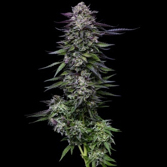 Candy Hustle (Humboldt Seed Company) feminizowane