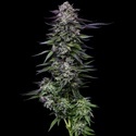 Candy Hustle (Humboldt Seed Company) feminizowane