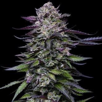 Candy Hustle (Humboldt Seed Company) feminizowane