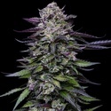 Candy Hustle (Humboldt Seed Company) feminizowane