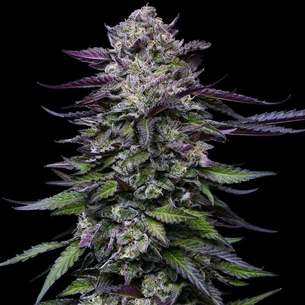 Candy Hustle (Humboldt Seed Company) feminizowane