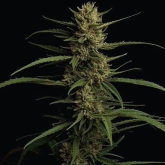 Caribbean Queen (Humboldt Seed Company) feminizowane