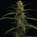 Caribbean Queen (Humboldt Seed Company) feminizowane