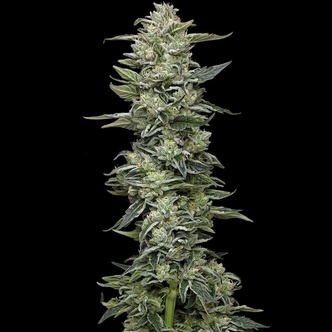 Honey Bear (Humboldt Seed Company) feminizowane