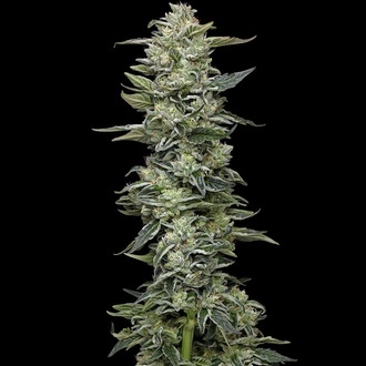 Honey Bear (Humboldt Seed Company) feminizowane