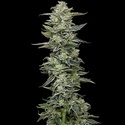 Honey Bear (Humboldt Seed Company) feminizowane