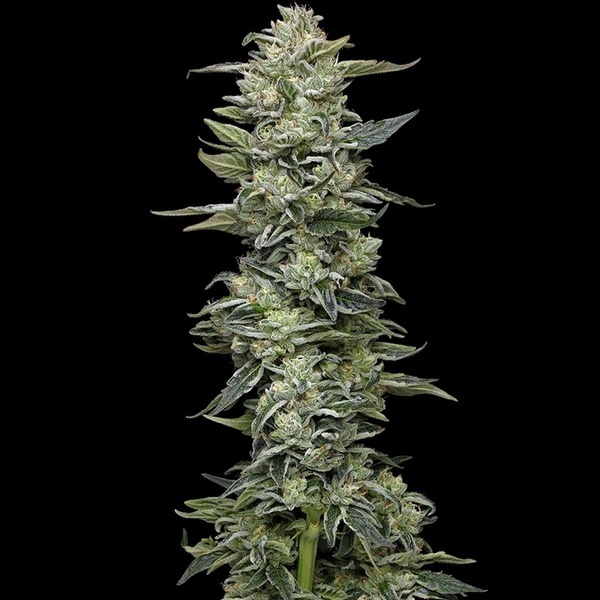 Honey Bear (Humboldt Seed Company) feminizowane