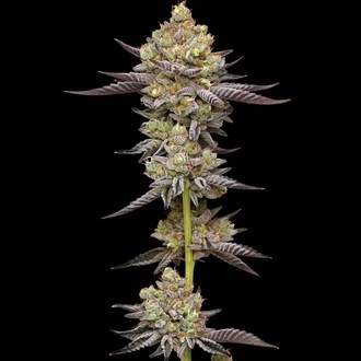 Hyper Za (Humboldt Seed Company) feminizowane
