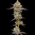 Hyper Za (Humboldt Seed Company) feminizowane