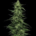 Limez (Humboldt Seed Company) feminizowane