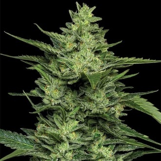 Limez (Humboldt Seed Company) feminizowane