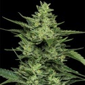 Limez (Humboldt Seed Company) feminizowane