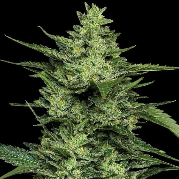 Limez (Humboldt Seed Company) feminizowane