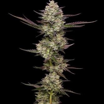 Puff Pastry (Humboldt Seed Company) feminized