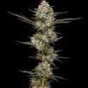 Puff Pastry (Humboldt Seed Company) feminizowane