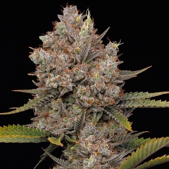 Hella Jelly Automat (Humboldt Seed Company) feminizowane