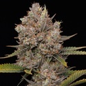 Hella Jelly Automat (Humboldt Seed Company) feminizowane