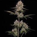 Hella Jelly Automat (Humboldt Seed Company) feminizowane