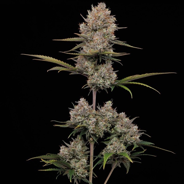 Hella Jelly Automat (Humboldt Seed Company) feminizowane