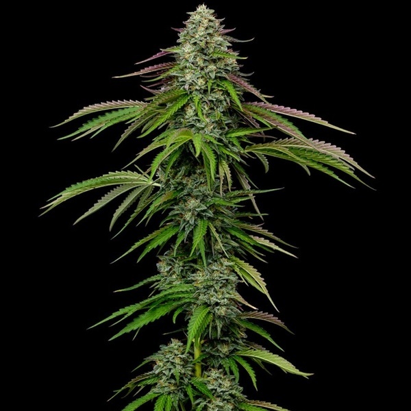 Garlic Budder Automat (Humboldt Seed Company) feminizowane