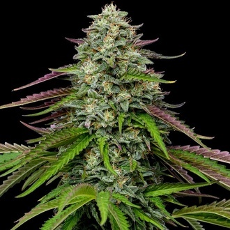 Garlic Budder Automat (Humboldt Seed Company) feminizowane