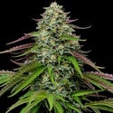 Garlic Budder Automat (Humboldt Seed Company) feminizowane
