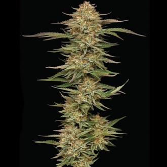 Orange Creampop (Humboldt Seed Company) feminizowane