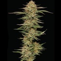 Orange Creampop (Humboldt Seed Company) feminizowane