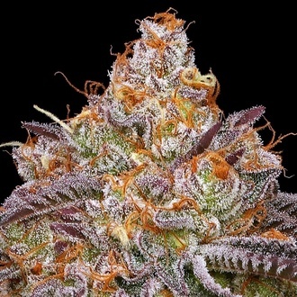 Granny Candy (Humboldt Seed Company) feminizowane