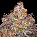 Granny Candy (Humboldt Seed Company) feminizowane