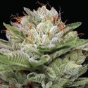 Durban Poison Auto (Humboldt Seed Company) feminizowane