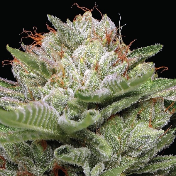 Durban Poison Auto (Humboldt Seed Company) feminizowane