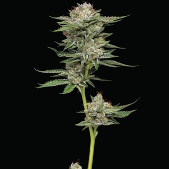 Durban Poison Auto (Humboldt Seed Company) feminizowane