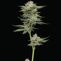 Durban Poison Auto (Humboldt Seed Company) feminizowane