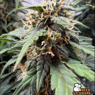 F.U.H (F*cked Up Hippy) Automat (Seedstockers) Feminizowane